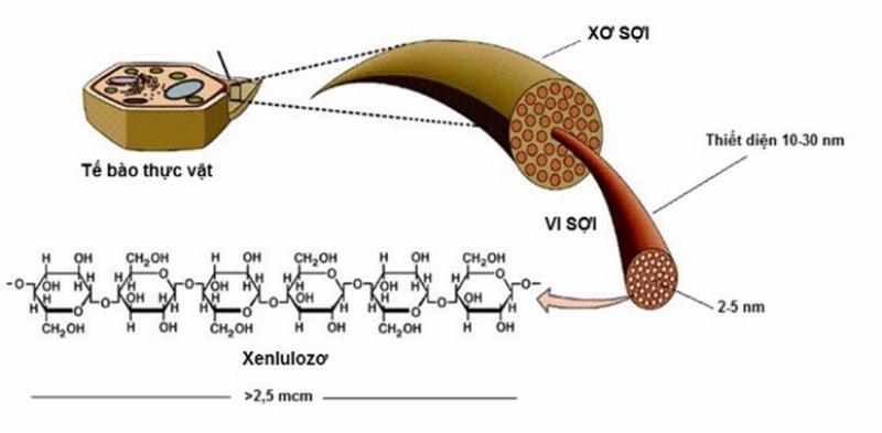 Các vật liệu giàu xenlulozo từ cây cối và phế phụ phẩm nông nghiệp trong môi trường cần được quản lý hiệu quả